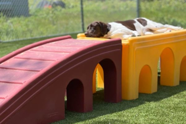 Dog taking a nap on play equipment